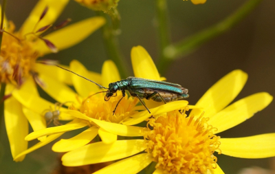 <i class='fa fa-user'></i>&nbsp;Jelle Bakker&nbsp;|  Fraaie Schijnbok&nbsp; <i class='fa fa-eye'>&nbsp;53</i> &nbsp; <i class='fa fa-comment-o'>&nbsp;3</i>