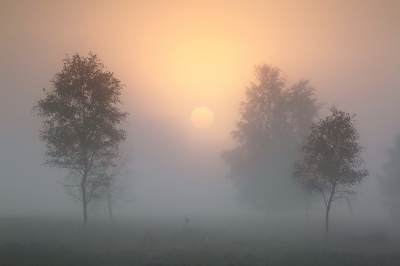 <i class='fa fa-user'></i>&nbsp;Pieter  LJ&nbsp;|  Mistige zonsopkomst&nbsp; <i class='fa fa-eye'>&nbsp;106</i> &nbsp;<i class='fa fa-thumbs-up'>&nbsp;7</i> &nbsp; <i class='fa fa-comment-o'>&nbsp;9</i>