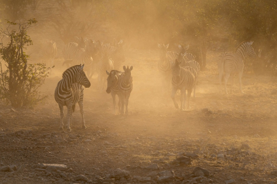 <i class='fa fa-user'></i>&nbsp;harrie69&nbsp;|  Gewone Zebra&nbsp; <i class='fa fa-eye'>&nbsp;99</i> &nbsp;<i class='fa fa-thumbs-up'>&nbsp;5</i> &nbsp; <i class='fa fa-comment-o'>&nbsp;7</i>