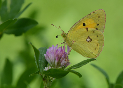<i class='fa fa-user'></i>&nbsp;koekieman&nbsp;|  Oranje Luzernevlinder&nbsp; <i class='fa fa-eye'>&nbsp;86</i> &nbsp;<i class='fa fa-thumbs-up'>&nbsp;7</i> &nbsp; <i class='fa fa-comment-o'>&nbsp;8</i>