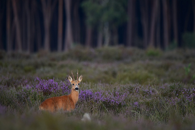 <i class='fa fa-user'></i>&nbsp;robert-jan&nbsp;|  Ree&nbsp; <i class='fa fa-eye'>&nbsp;137</i> &nbsp;<i class='fa fa-thumbs-up'>&nbsp;5</i> &nbsp; <i class='fa fa-comment-o'>&nbsp;10</i>