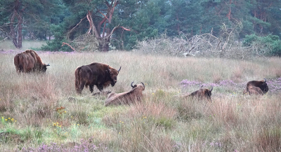 <i class='fa fa-user'></i>&nbsp;nelappelmelk&nbsp;|  Wisent&nbsp; <i class='fa fa-eye'>&nbsp;121</i> &nbsp;<i class='fa fa-thumbs-up'>&nbsp;1</i> &nbsp; <i class='fa fa-comment-o'>&nbsp;4</i>