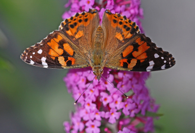 <i class='fa fa-user'></i>&nbsp;Cor&nbsp;|  Distelvlinder&nbsp; <i class='fa fa-eye'>&nbsp;93</i> &nbsp;<i class='fa fa-thumbs-up'>&nbsp;9</i> &nbsp; <i class='fa fa-comment-o'>&nbsp;12</i>