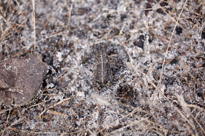 <i class='fa fa-user'></i>&nbsp;Pieter  LJ&nbsp;|  Rugstreeppad&nbsp; <i class='fa fa-eye'>&nbsp;105</i> &nbsp;<i class='fa fa-thumbs-up'>&nbsp;1</i> &nbsp; <i class='fa fa-comment-o'>&nbsp;6</i>