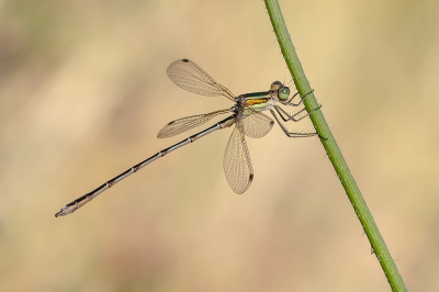 <i class='fa fa-user'></i>&nbsp;Johan van Gurp&nbsp;|  Zwervende Pantserjuffer&nbsp; <i class='fa fa-eye'>&nbsp;77</i> &nbsp;<i class='fa fa-thumbs-up'>&nbsp;5</i> &nbsp; <i class='fa fa-comment-o'>&nbsp;6</i>