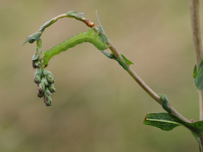 <i class='fa fa-user'></i>&nbsp;Ad Sprang&nbsp;|  Gamma-uil&nbsp; <i class='fa fa-eye'>&nbsp;80</i> &nbsp;<i class='fa fa-thumbs-up'>&nbsp;4</i> &nbsp; <i class='fa fa-comment-o'>&nbsp;7</i>