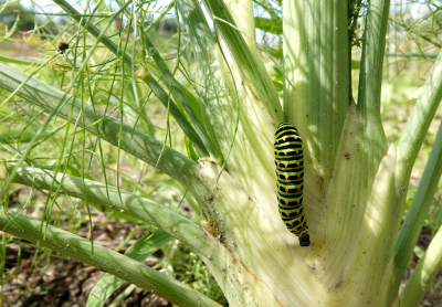 <i class='fa fa-user'></i>&nbsp;nelappelmelk&nbsp;|  Koninginnenpage&nbsp; <i class='fa fa-eye'>&nbsp;90</i> &nbsp;<i class='fa fa-thumbs-up'>&nbsp;1</i> &nbsp; <i class='fa fa-comment-o'>&nbsp;8</i>