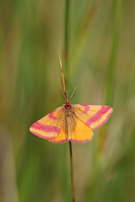 <i class='fa fa-user'></i>&nbsp;Pieter  LJ&nbsp;|  Zuringspanner&nbsp; <i class='fa fa-eye'>&nbsp;69</i> &nbsp;<i class='fa fa-thumbs-up'>&nbsp;3</i> &nbsp; <i class='fa fa-comment-o'>&nbsp;8</i>