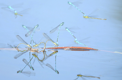 <i class='fa fa-user'></i>&nbsp;David Ruijs&nbsp;|  Azuurwaterjuffer&nbsp; <i class='fa fa-eye'>&nbsp;123</i> &nbsp;<i class='fa fa-thumbs-up'>&nbsp;7</i> &nbsp; <i class='fa fa-comment-o'>&nbsp;9</i>