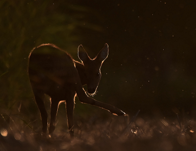 <i class='fa fa-user'></i>&nbsp;robert-jan&nbsp;|  Ree&nbsp; <i class='fa fa-eye'>&nbsp;112</i> &nbsp;<i class='fa fa-thumbs-up'>&nbsp;11</i> &nbsp; <i class='fa fa-comment-o'>&nbsp;11</i>