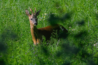 <i class='fa fa-user'></i>&nbsp;Bob_Ensink&nbsp;|  Ree&nbsp; <i class='fa fa-eye'>&nbsp;66</i> &nbsp;<i class='fa fa-thumbs-up'>&nbsp;1</i> &nbsp; <i class='fa fa-comment-o'>&nbsp;1</i>