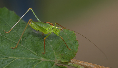 <i class='fa fa-user'></i>&nbsp;janvangastel&nbsp;|  Struiksprinkhaan&nbsp; <i class='fa fa-eye'>&nbsp;49</i> &nbsp;<i class='fa fa-thumbs-up'>&nbsp;1</i> &nbsp; <i class='fa fa-comment-o'>&nbsp;3</i>