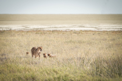 <i class='fa fa-user'></i>&nbsp;harrie69&nbsp;|  Jachtluipaard&nbsp; <i class='fa fa-eye'>&nbsp;66</i> &nbsp;<i class='fa fa-thumbs-up'>&nbsp;1</i> &nbsp; <i class='fa fa-comment-o'>&nbsp;2</i>