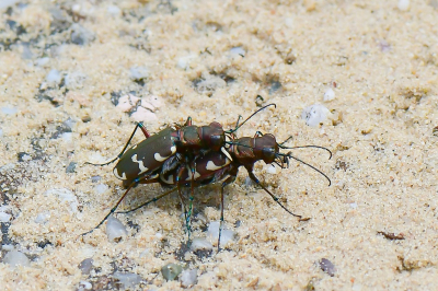 <i class='fa fa-user'></i>&nbsp;Bert Veerman&nbsp;|  Bastaardzandloopkever&nbsp; <i class='fa fa-eye'>&nbsp;58</i> &nbsp;<i class='fa fa-thumbs-up'>&nbsp;3</i> &nbsp; <i class='fa fa-comment-o'>&nbsp;6</i>