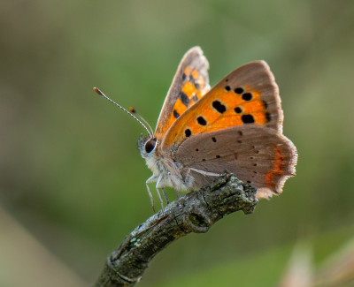 <i class='fa fa-user'></i>&nbsp;pietwil&nbsp;|  Kleine Vuurvlinder&nbsp; <i class='fa fa-eye'>&nbsp;45</i> &nbsp; <i class='fa fa-comment-o'>&nbsp;2</i>