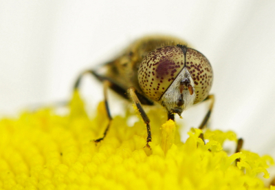 <i class='fa fa-user'></i>&nbsp;Nel R&nbsp;|  Kustvlekoog&nbsp; <i class='fa fa-eye'>&nbsp;63</i> &nbsp;<i class='fa fa-thumbs-up'>&nbsp;6</i> &nbsp; <i class='fa fa-comment-o'>&nbsp;8</i>