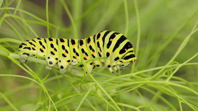 <i class='fa fa-user'></i>&nbsp;Rob Belterman&nbsp;|  Koninginnenpage&nbsp; <i class='fa fa-eye'>&nbsp;59</i> &nbsp;<i class='fa fa-thumbs-up'>&nbsp;2</i> &nbsp; <i class='fa fa-comment-o'>&nbsp;8</i>