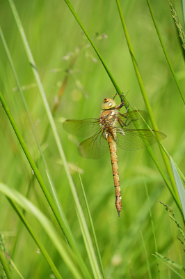 <i class='fa fa-user'></i>&nbsp;David Ruijs&nbsp;|  Vroege Glazenmaker&nbsp; <i class='fa fa-eye'>&nbsp;52</i> &nbsp; <i class='fa fa-comment-o'>&nbsp;3</i>