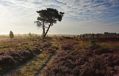 <i class='fa fa-user'></i>&nbsp;Pieter  LJ&nbsp;|  Bloeiende heide&nbsp; <i class='fa fa-eye'>&nbsp;67</i> &nbsp;<i class='fa fa-thumbs-up'>&nbsp;1</i> &nbsp; <i class='fa fa-comment-o'>&nbsp;2</i>