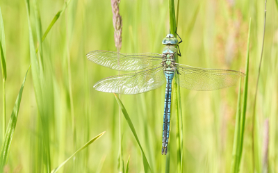 <i class='fa fa-user'></i>&nbsp;David Ruijs&nbsp;|  Grote Keizerlibel&nbsp; <i class='fa fa-eye'>&nbsp;54</i> &nbsp; <i class='fa fa-comment-o'>&nbsp;5</i>