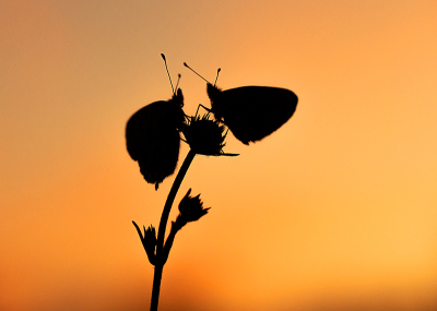 <i class='fa fa-user'></i>&nbsp;Tom&nbsp;|  Zilveren Maan&nbsp; <i class='fa fa-eye'>&nbsp;80</i> &nbsp;<i class='fa fa-thumbs-up'>&nbsp;3</i> &nbsp; <i class='fa fa-comment-o'>&nbsp;4</i>