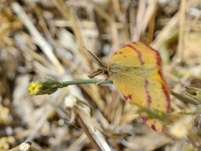 <i class='fa fa-user'></i>&nbsp;josephine&nbsp;|  Lythria sanguinaria&nbsp; <i class='fa fa-eye'>&nbsp;67</i> &nbsp; <i class='fa fa-comment-o'>&nbsp;5</i>