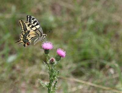 <i class='fa fa-user'></i>&nbsp;Paul Vandebroek&nbsp;|  Koninginnenpage&nbsp; <i class='fa fa-eye'>&nbsp;77</i> &nbsp;<i class='fa fa-thumbs-up'>&nbsp;6</i> &nbsp; <i class='fa fa-comment-o'>&nbsp;5</i>