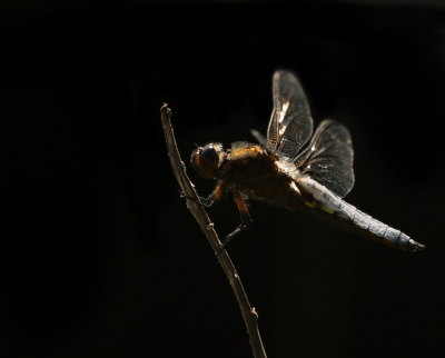 <i class='fa fa-user'></i>&nbsp;Truus Aletta Maan&nbsp;|  Platbuik&nbsp; <i class='fa fa-eye'>&nbsp;71</i> &nbsp;<i class='fa fa-thumbs-up'>&nbsp;1</i> &nbsp; <i class='fa fa-comment-o'>&nbsp;3</i>