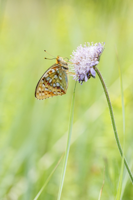 <i class='fa fa-user'></i>&nbsp;kiran&nbsp;|  Bosrandparelmoervlinder&nbsp; <i class='fa fa-eye'>&nbsp;77</i> &nbsp;<i class='fa fa-thumbs-up'>&nbsp;2</i> &nbsp; <i class='fa fa-comment-o'>&nbsp;8</i>