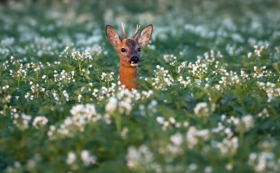 <i class='fa fa-user'></i>&nbsp;Bert Ooms&nbsp;|  Ree&nbsp; <i class='fa fa-eye'>&nbsp;102</i> &nbsp;<i class='fa fa-thumbs-up'>&nbsp;6</i> &nbsp; <i class='fa fa-comment-o'>&nbsp;10</i>