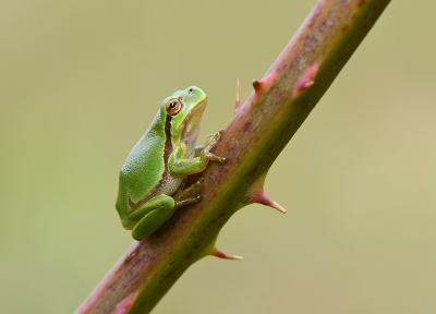 <i class='fa fa-user'></i>&nbsp;koekieman&nbsp;|  Europese Boomkikker&nbsp; <i class='fa fa-eye'>&nbsp;86</i> &nbsp;<i class='fa fa-thumbs-up'>&nbsp;3</i> &nbsp; <i class='fa fa-comment-o'>&nbsp;4</i>