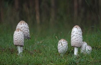 <i class='fa fa-user'></i>&nbsp;nelappelmelk&nbsp;|  Geschubde Inktzwam&nbsp; <i class='fa fa-eye'>&nbsp;80</i> &nbsp;<i class='fa fa-thumbs-up'>&nbsp;4</i> &nbsp; <i class='fa fa-comment-o'>&nbsp;6</i>