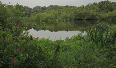 <i class='fa fa-user'></i>&nbsp;Tineke Strijbosch&nbsp;|  Vennetje in het groen&nbsp; <i class='fa fa-eye'>&nbsp;64</i> &nbsp;<i class='fa fa-thumbs-up'>&nbsp;1</i> &nbsp; <i class='fa fa-comment-o'>&nbsp;2</i>