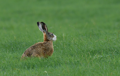 <i class='fa fa-user'></i>&nbsp;Eric Gibcus&nbsp;|  Haas&nbsp; <i class='fa fa-eye'>&nbsp;91</i> &nbsp; <i class='fa fa-comment-o'>&nbsp;4</i>