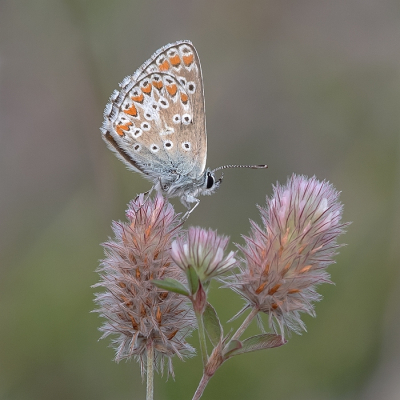 <i class='fa fa-user'></i>&nbsp;Johan van Gurp&nbsp;|  Bruin Blauwtje&nbsp; <i class='fa fa-eye'>&nbsp;64</i> &nbsp;<i class='fa fa-thumbs-up'>&nbsp;4</i> &nbsp; <i class='fa fa-comment-o'>&nbsp;4</i>