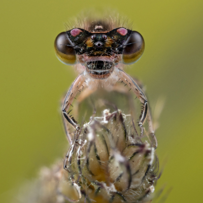 <i class='fa fa-user'></i>&nbsp;Reinier van den Born&nbsp;|  Lantaarntje&nbsp; <i class='fa fa-eye'>&nbsp;78</i> &nbsp;<i class='fa fa-thumbs-up'>&nbsp;7</i> &nbsp; <i class='fa fa-comment-o'>&nbsp;7</i>