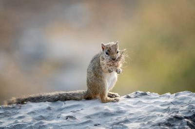 <i class='fa fa-user'></i>&nbsp;harrie69&nbsp;|  Ongestreepte Grondeekhoorn&nbsp; <i class='fa fa-eye'>&nbsp;78</i> &nbsp;<i class='fa fa-thumbs-up'>&nbsp;2</i> &nbsp; <i class='fa fa-comment-o'>&nbsp;3</i>