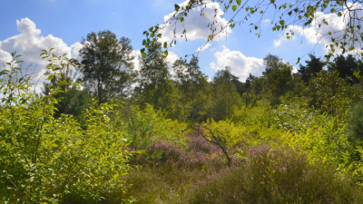 <i class='fa fa-user'></i>&nbsp;B.M.Schouten-Ruis&nbsp;|  Asselse heide&nbsp; <i class='fa fa-eye'>&nbsp;72</i> &nbsp; <i class='fa fa-comment-o'>&nbsp;2</i>