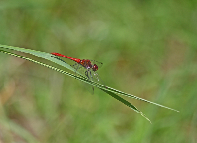 <i class='fa fa-user'></i>&nbsp;Cor&nbsp;|  Bloedrode Heidelibel&nbsp; <i class='fa fa-eye'>&nbsp;78</i> &nbsp;<i class='fa fa-thumbs-up'>&nbsp;6</i> &nbsp; <i class='fa fa-comment-o'>&nbsp;6</i>