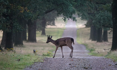 <i class='fa fa-user'></i>&nbsp;nelappelmelk&nbsp;|  Damhert&nbsp; <i class='fa fa-eye'>&nbsp;103</i> &nbsp;<i class='fa fa-thumbs-up'>&nbsp;3</i> &nbsp; <i class='fa fa-comment-o'>&nbsp;5</i>