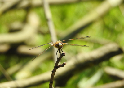 <i class='fa fa-user'></i>&nbsp;Jovanzo&nbsp;|  Viervlek&nbsp; <i class='fa fa-eye'>&nbsp;52</i> &nbsp;<i class='fa fa-thumbs-up'>&nbsp;1</i> &nbsp; <i class='fa fa-comment-o'>&nbsp;2</i>