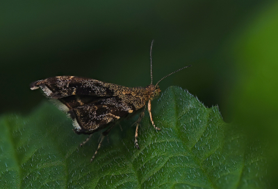 <i class='fa fa-user'></i>&nbsp;janvangastel&nbsp;|  Brandnetelmot&nbsp; <i class='fa fa-eye'>&nbsp;51</i> &nbsp;<i class='fa fa-thumbs-up'>&nbsp;1</i> &nbsp; <i class='fa fa-comment-o'>&nbsp;2</i>