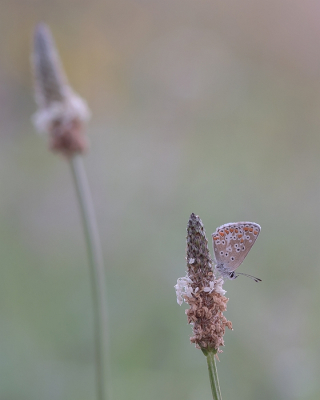 <i class='fa fa-user'></i>&nbsp;Johan van Gurp&nbsp;|  Bruin Blauwtje&nbsp; <i class='fa fa-eye'>&nbsp;59</i> &nbsp;<i class='fa fa-thumbs-up'>&nbsp;1</i> &nbsp; <i class='fa fa-comment-o'>&nbsp;4</i>