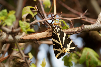 <i class='fa fa-user'></i>&nbsp;Jelle Bakker&nbsp;|  Spaanse Vlag&nbsp; <i class='fa fa-eye'>&nbsp;57</i> &nbsp;<i class='fa fa-thumbs-up'>&nbsp;1</i> &nbsp; <i class='fa fa-comment-o'>&nbsp;1</i>