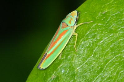 <i class='fa fa-user'></i> Louis56 | Rhododendroncicade  <i class='fa fa-eye'> 76</i>  <i class='fa fa-thumbs-up'> 1</i>   <i class='fa fa-comment-o'> 7</i>