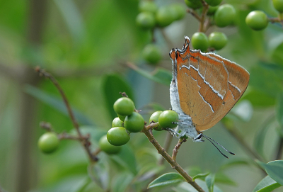 <i class='fa fa-user'></i>&nbsp;nelappelmelk&nbsp;|  Sleedoornpage&nbsp; <i class='fa fa-eye'>&nbsp;87</i> &nbsp;<i class='fa fa-thumbs-up'>&nbsp;1</i> &nbsp; <i class='fa fa-comment-o'>&nbsp;6</i>