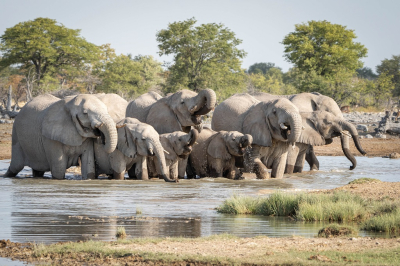 <i class='fa fa-user'></i>&nbsp;harrie69&nbsp;|  Afrikaanse Olifant&nbsp; <i class='fa fa-eye'>&nbsp;86</i> &nbsp;<i class='fa fa-thumbs-up'>&nbsp;2</i> &nbsp; <i class='fa fa-comment-o'>&nbsp;5</i>