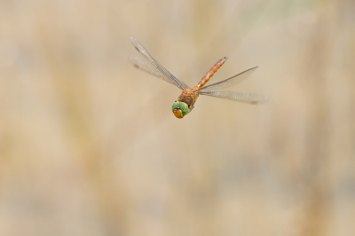 <i class='fa fa-user'></i>&nbsp;Willem Verhagen&nbsp;|  Vroege Glazenmaker&nbsp; <i class='fa fa-eye'>&nbsp;80</i> &nbsp;<i class='fa fa-thumbs-up'>&nbsp;6</i> &nbsp; <i class='fa fa-comment-o'>&nbsp;5</i>