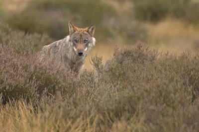 Canis Lupus / Wolf / Wolf