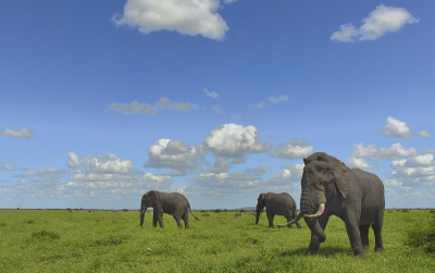 <i class='fa fa-user'></i>&nbsp;Eric Gibcus&nbsp;|  Afrikaanse Olifant&nbsp; <i class='fa fa-eye'>&nbsp;112</i> &nbsp;<i class='fa fa-thumbs-up'>&nbsp;3</i> &nbsp; <i class='fa fa-comment-o'>&nbsp;7</i>